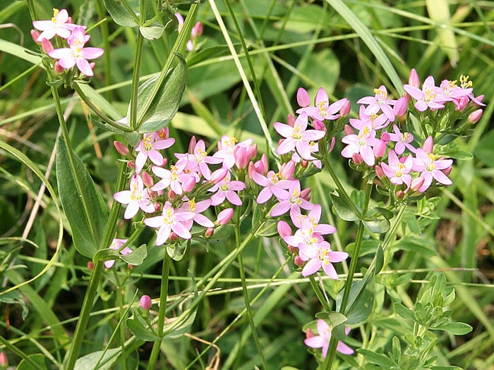 Centaury