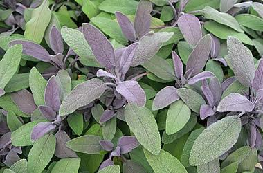 Sage, Salvia officinalis, Healing Floral Water