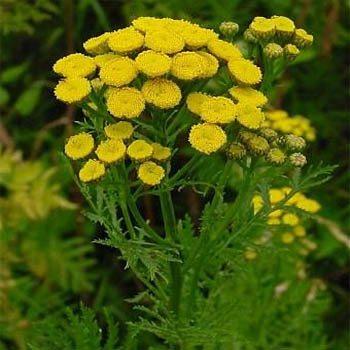 Tansy,Tanacetum vulgare,Flower Essence