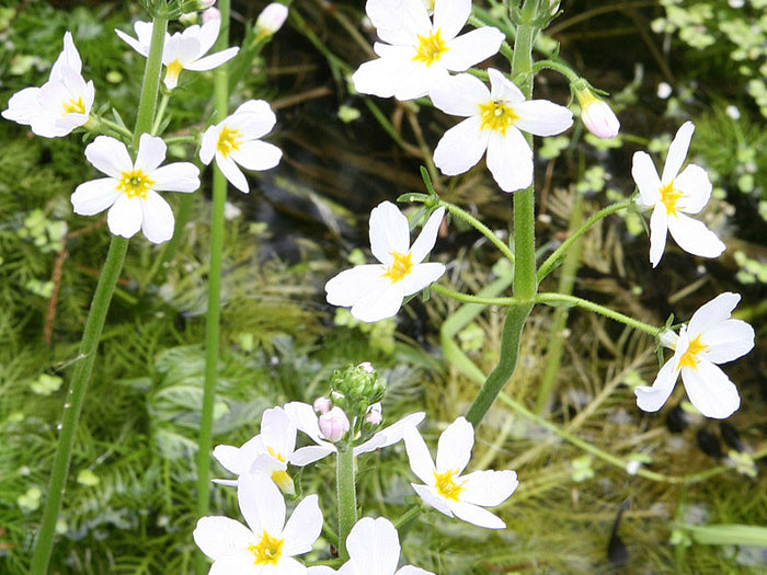 Water Violet