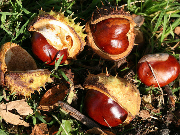 White Chestnut