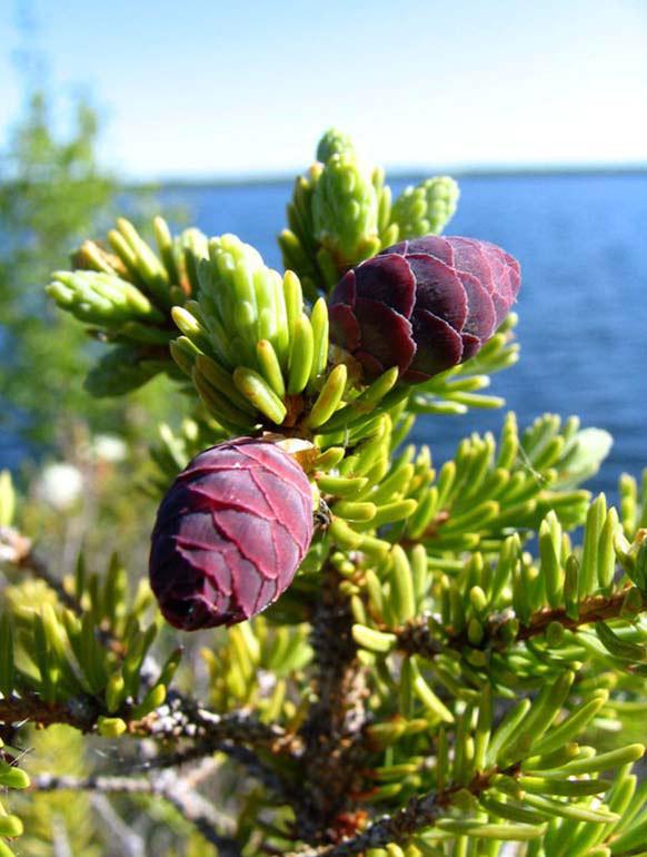 Black Spruce Essential Oil