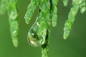 Cedar wood Essential oil