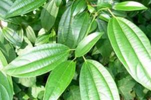 Cinnamon Leaf Essential Oil