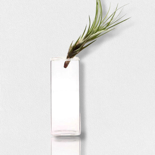 A single green air plant sits at an angle inside the CHIVE FEARRINGTON SIGNATURE COLLECTION - LARGE CUBE VASE, a sleek clear vessel, set against a plain white background.