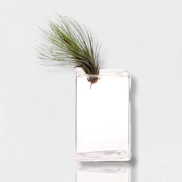 A green air plant rests in the CHIVE FEARRINGTON SIGNATURE COLLECTION - MEDIUM CUBE VASE, its clear, modern shape highlighting the vibrant leaves and adding fresh decor to any tabletop.