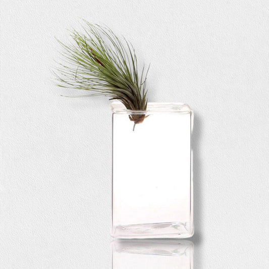 A green air plant rests in the CHIVE FEARRINGTON SIGNATURE COLLECTION - MEDIUM CUBE VASE, its clear, modern shape highlighting the vibrant leaves and adding fresh decor to any tabletop.