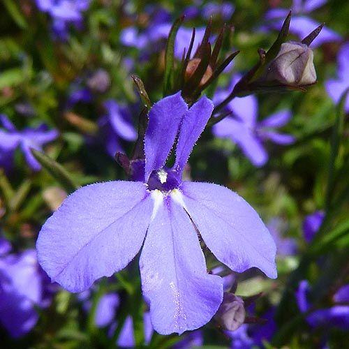 Lobelia, Lobelia inflata, Flower Essence