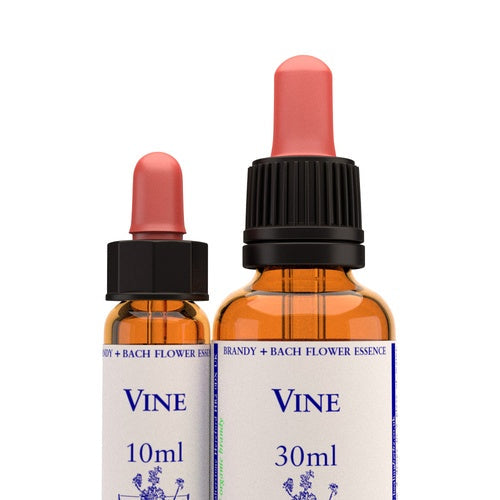 Vine
